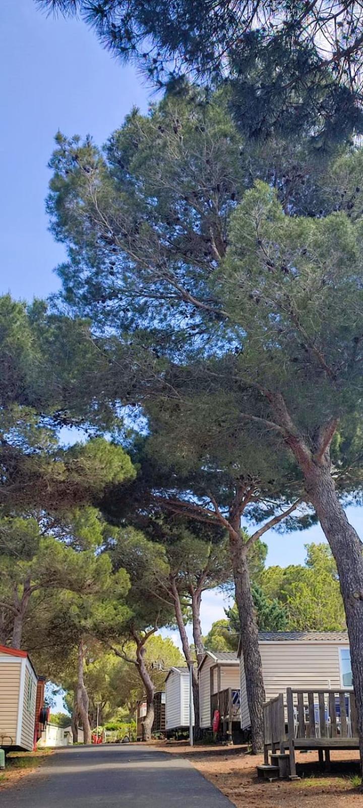 Domaine Residentiel De Plein Air Odalys La Pinede 阿格德 外观 照片