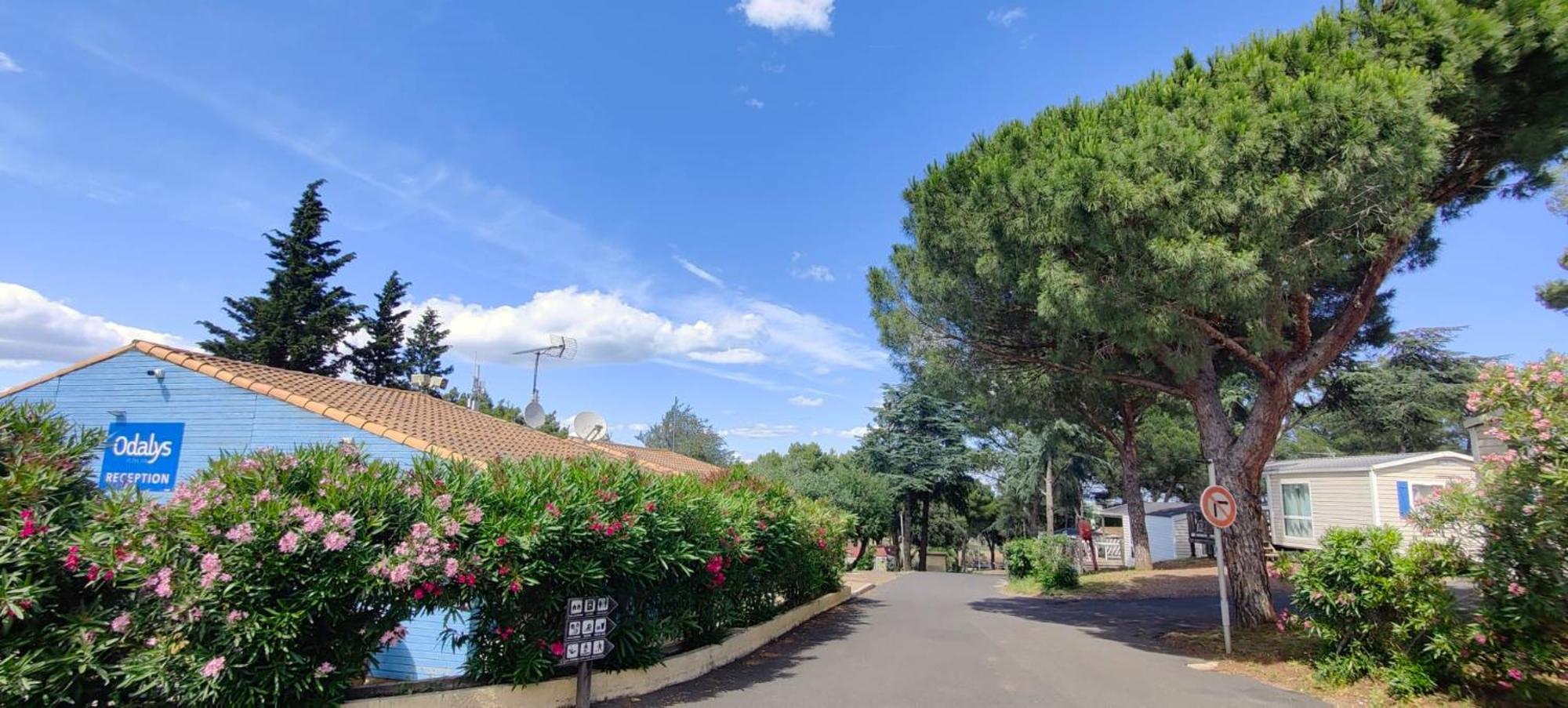 Domaine Residentiel De Plein Air Odalys La Pinede 阿格德 外观 照片